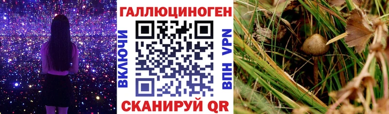 Псилоцибиновые грибы MAGIC MUSHROOMS  Тверь 